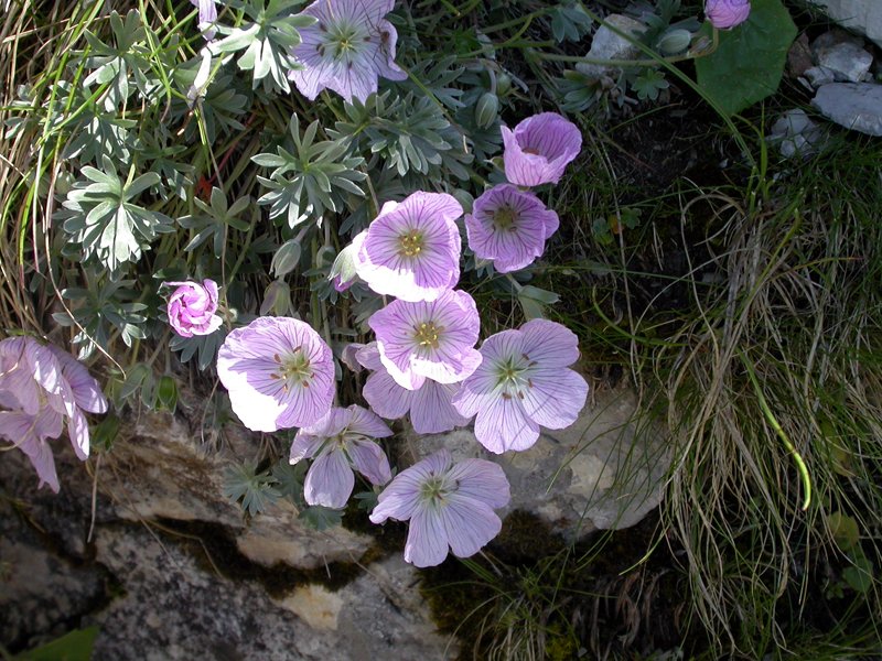 Geranio argentino (Geranium argenteum)