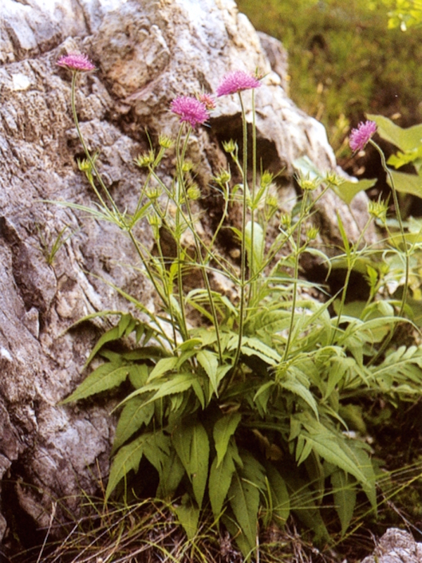 Ambretta del Baldo (Knautia baldensis)