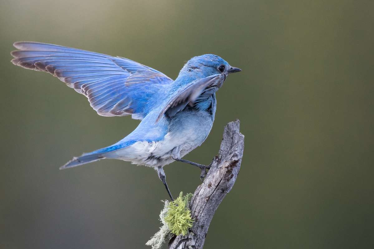 uccelli-migrazione-reteriservealpiledrensi.tn.it