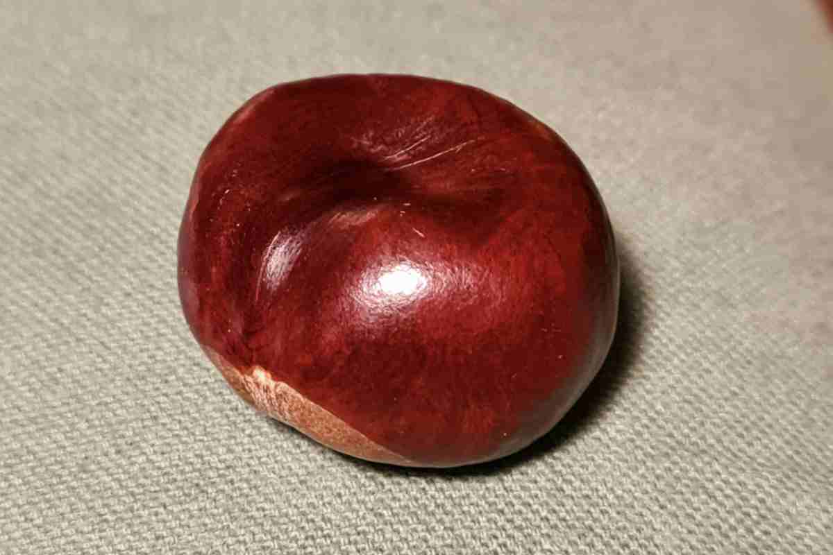 Nonostante non esistano prove scientifiche che confermino l’efficacia della castagna matta nel prevenire malanni, molti continuano ad adottarla