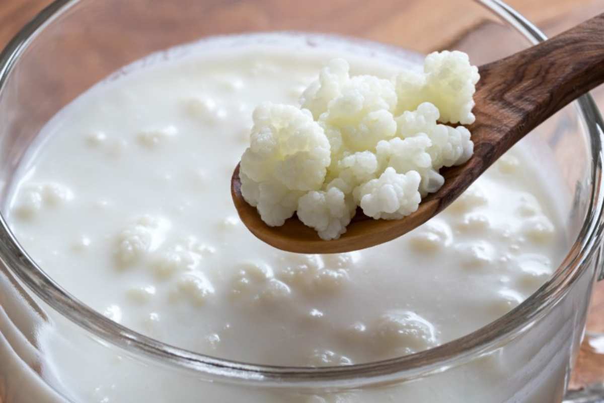 Kefir, metabolismo