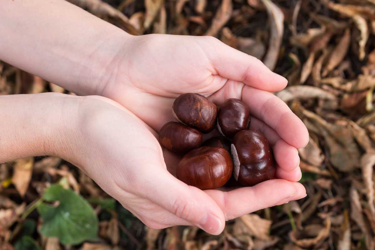 castagna raffreddore rimedi