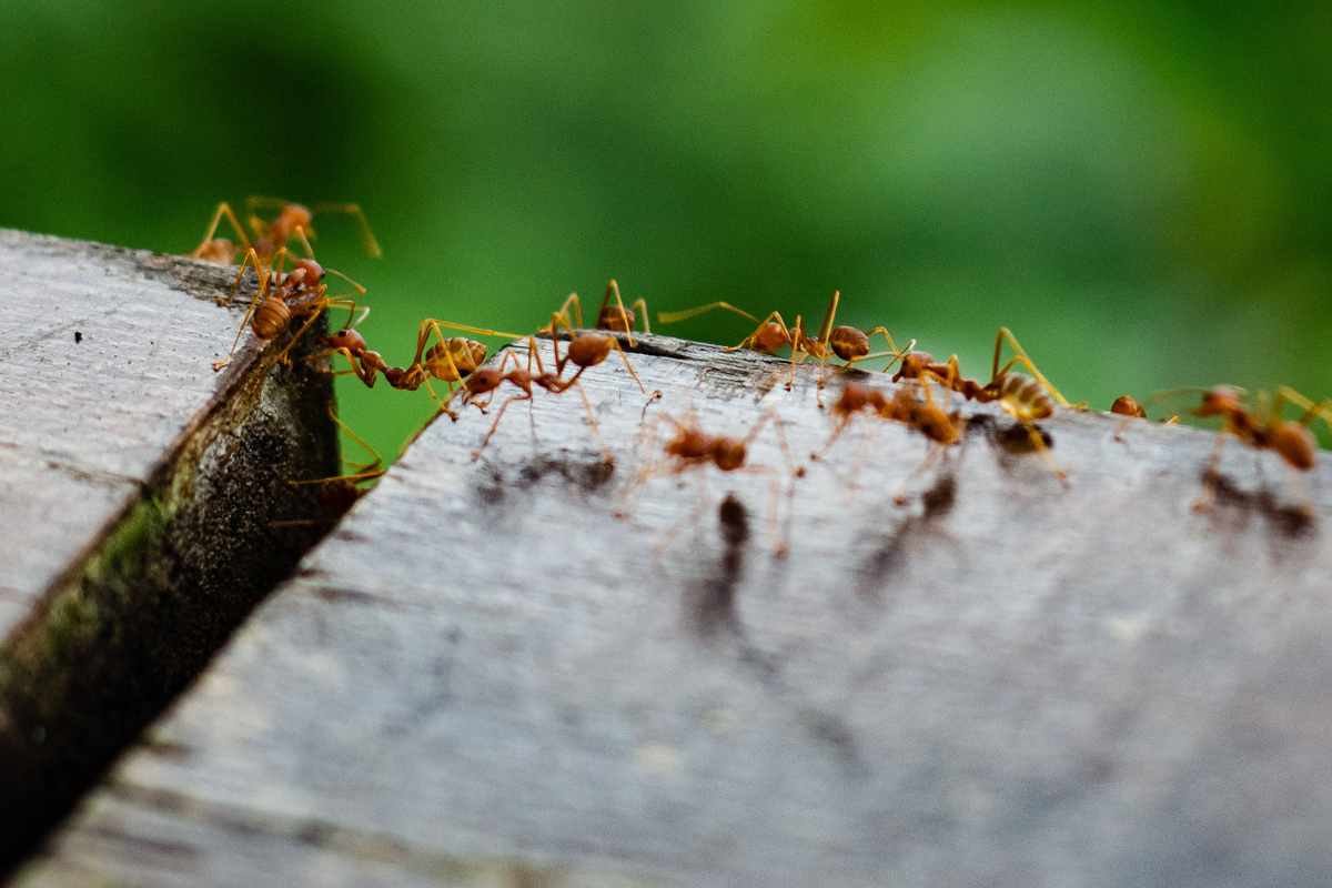 Metti un po' di caffè sul balcone e risparmia un sacco di soldi ogni anno
