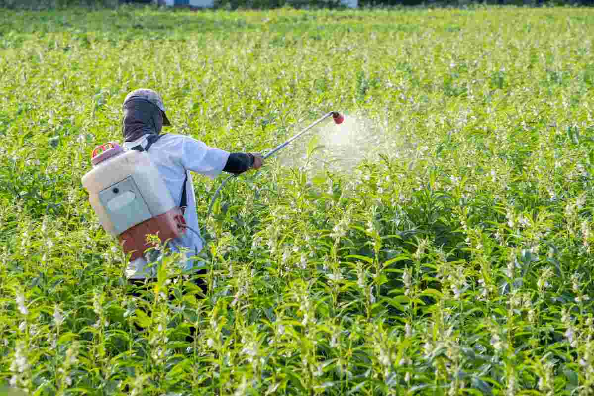 pesticidi allarme ortaggi