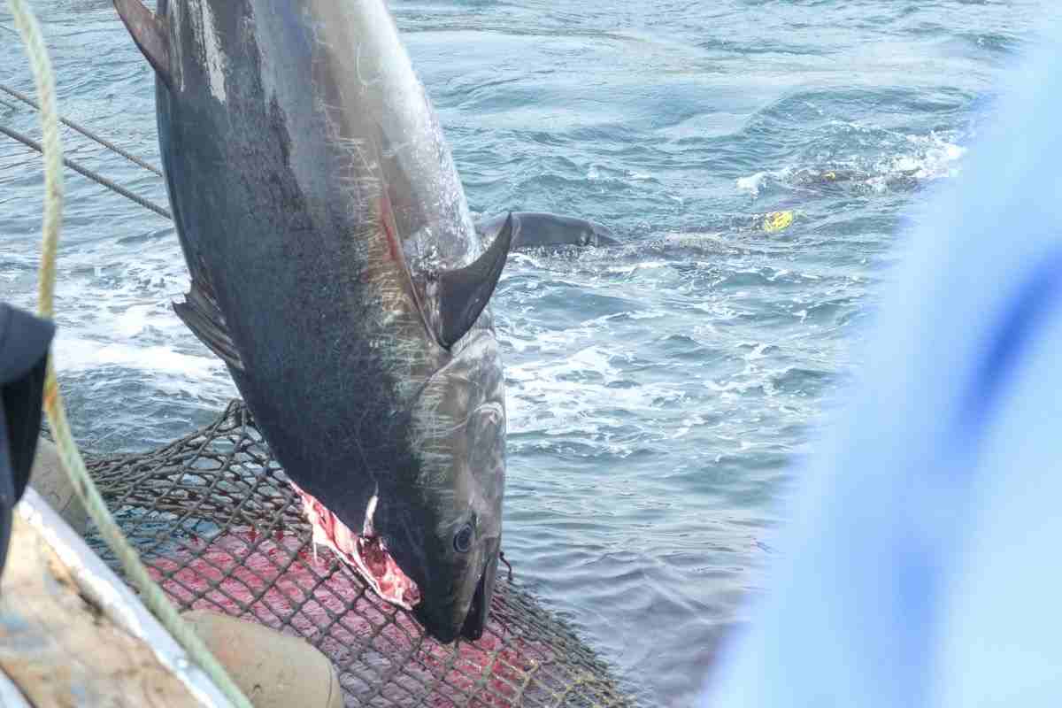 tonno pescato zone pericolose