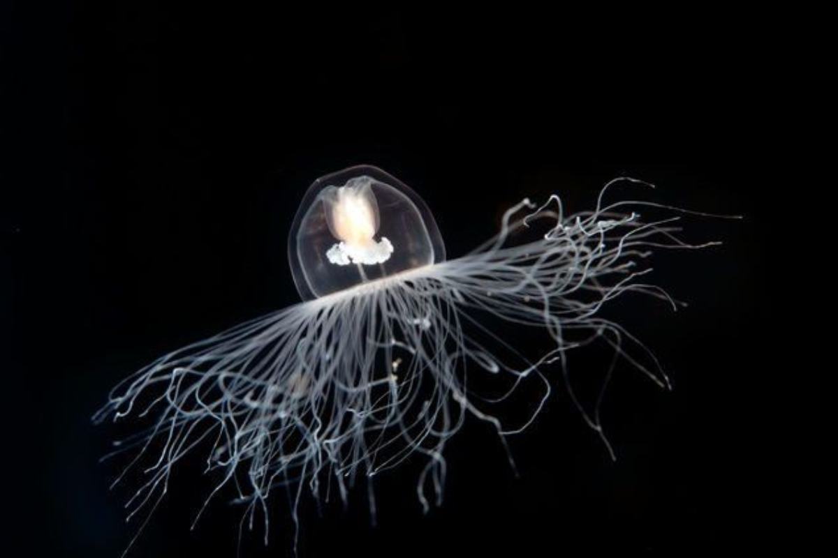 Turritopsis dohrnii