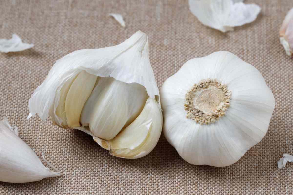 bucce d'aglio