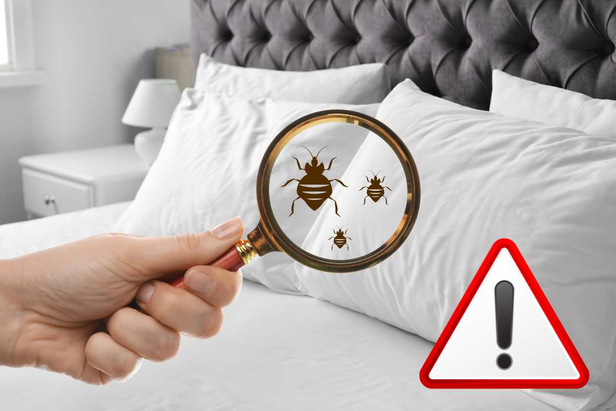cimici da letto