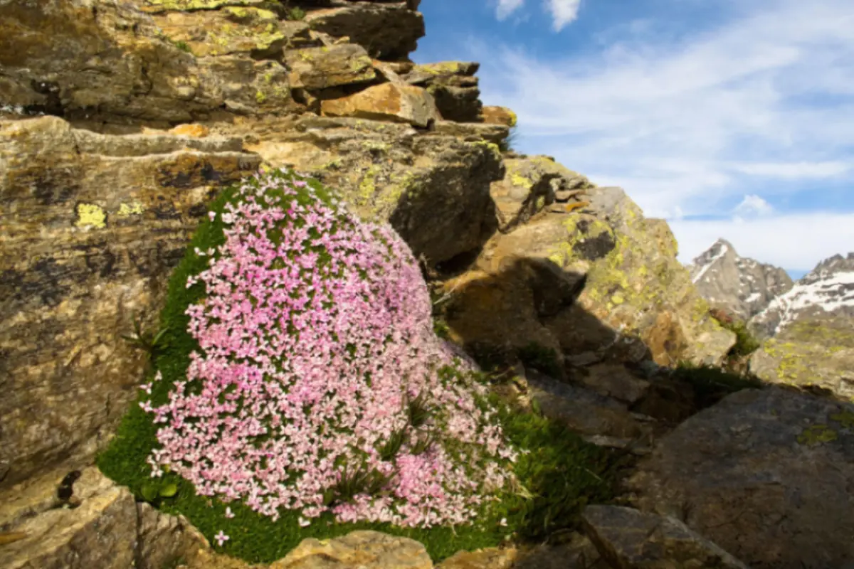 Fiori di montagna
