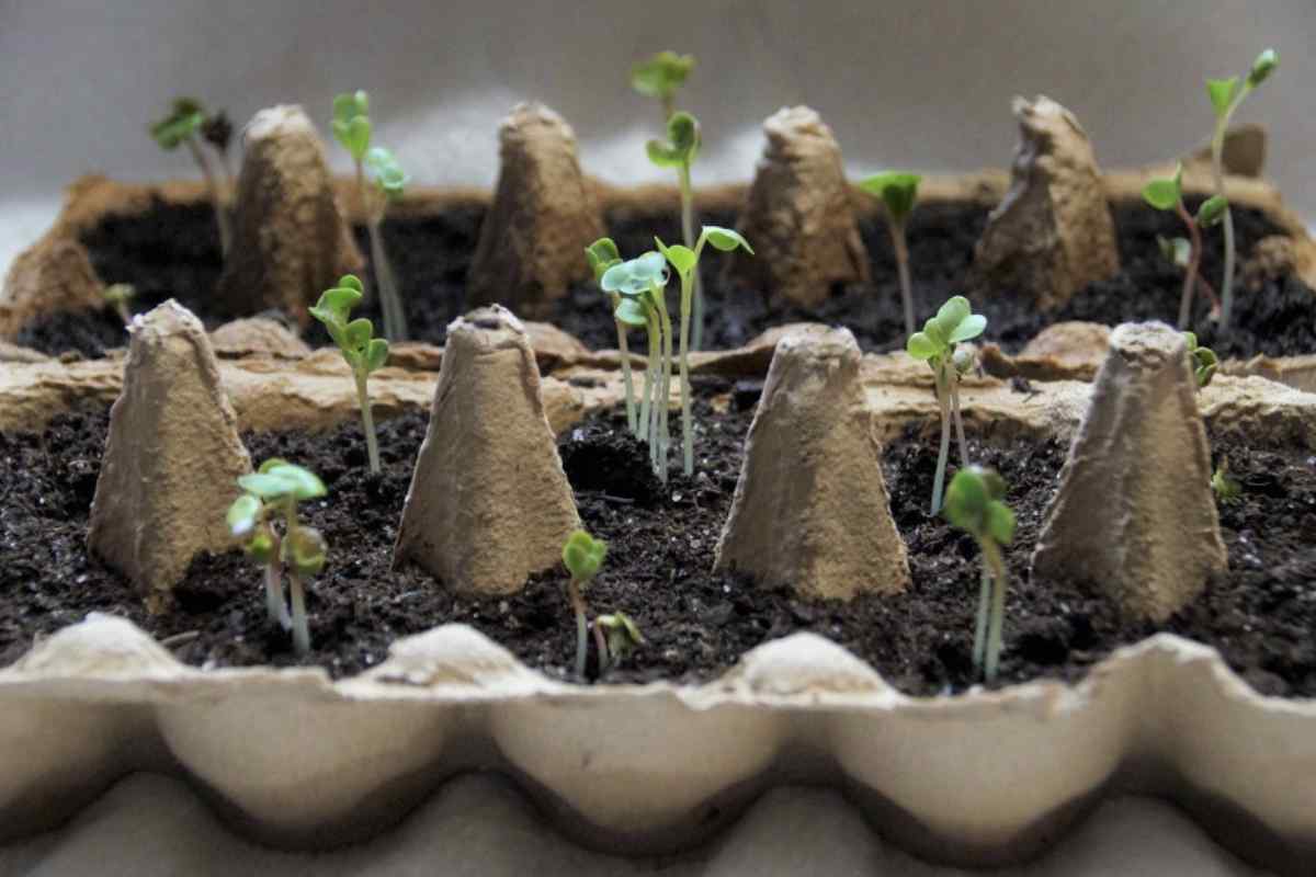 riutilizzare i cartoni uova