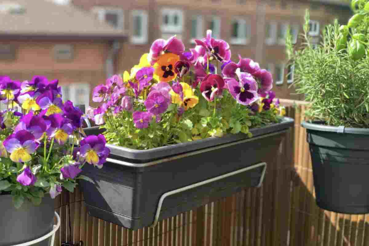 La scelta non è solo estetica, ma dipende molto dalle condizioni del balcone. L’esposizione al sole, il vento e la dimensione dei vasi